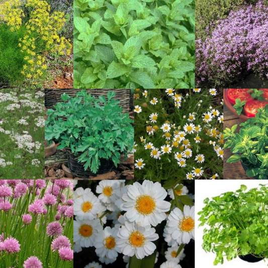 10 Packs Herb Seeds - Herb Garden Collection Anise, Feverfew, Thyme etc