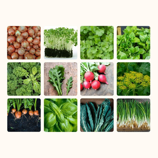 12 Packs Veg and herb Seeds - inc Onion, Radish, Carrot, Coriander, Basil etc
