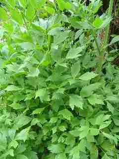 Lovage - Levisticum Officinalis Seeds