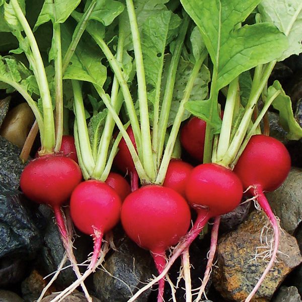 Radish - Cherry Belle Seeds