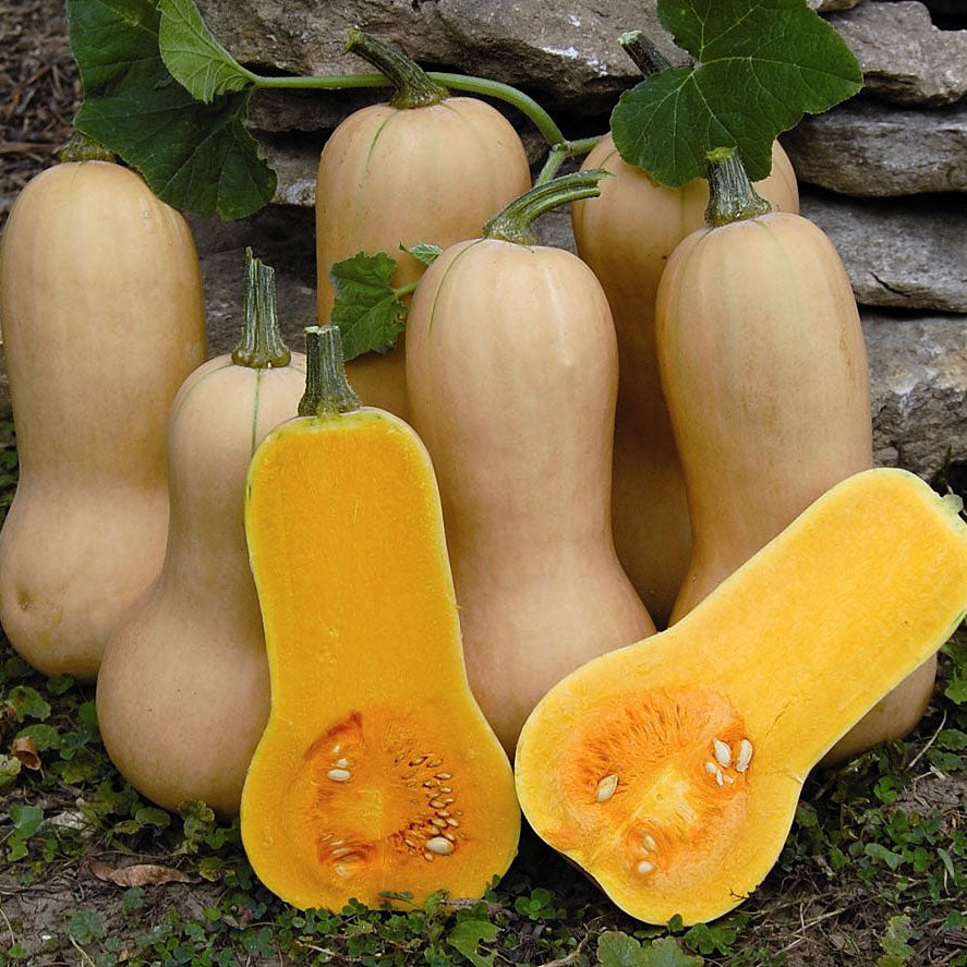 Waltham Butternut Squash Seeds