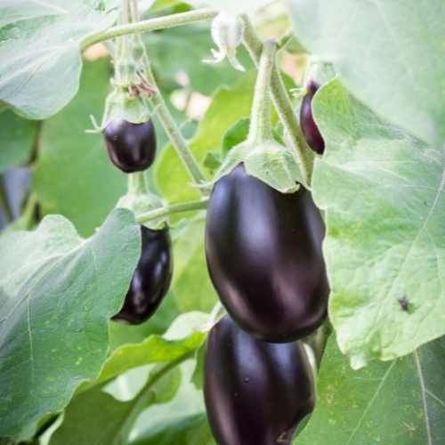 Aubergine - F1 Minny Seeds - Grow an Abundance of Mini Fruit - Easy Grow