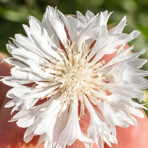 Cornflower - Snowman Seeds