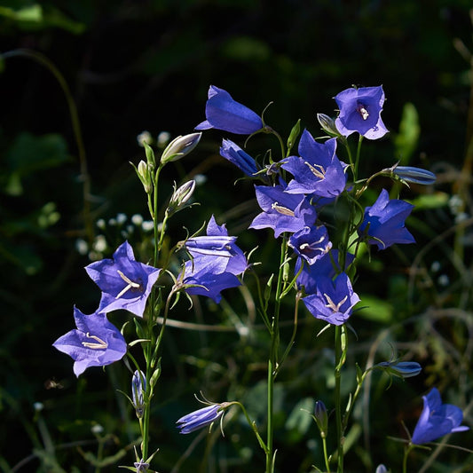 Campanula - Persicifolia Blue Seeds Bellflower