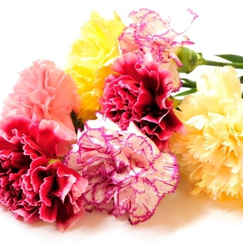 Carnation - Giant Chabaud Super Claudia Mixed Seeds