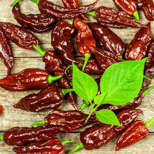 Chilli Pepper - Bhut Jolokia Chocolate Seeds