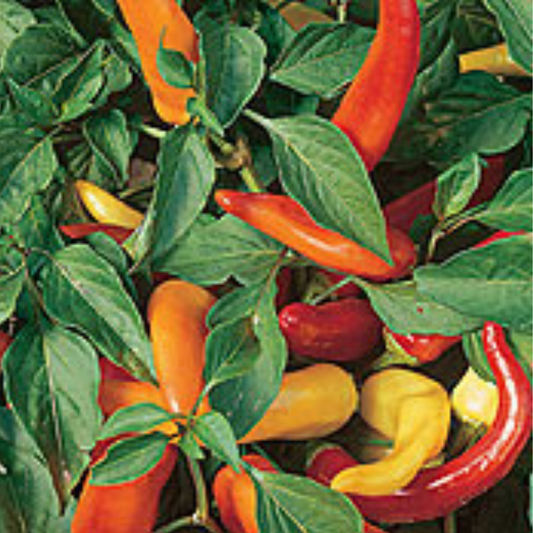 Chilli Pepper - Hungarian Hot Wax Seeds