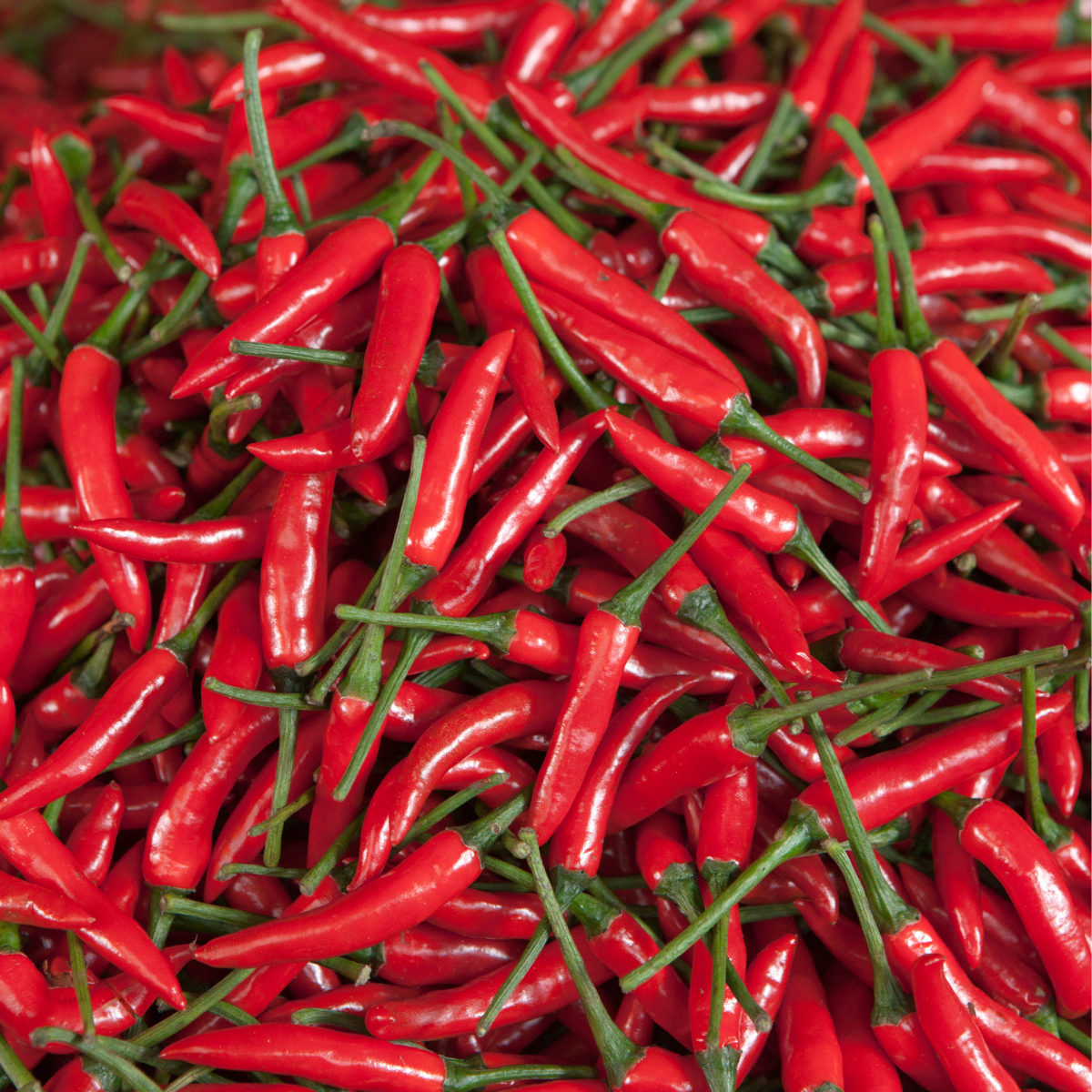 Chilli Pepper - Ring O Fire Seeds