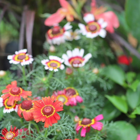 Chrysanthemum - Merry Mixed Seeds - Tricoloured Flowers