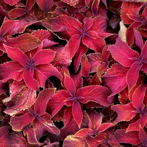 Coleus - Wizard Velvet Red Seeds