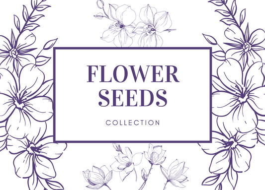 Flower Garden Seeds Grow Your own Marigold Pot English, Cornflower, Nigella Persian Mixed, Red Field Poppy, Mallow Common, Cosmos Sensation Mixed