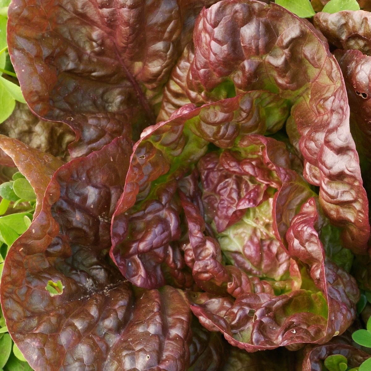 Lettuce Marvel of Four Seasons Seeds Mooseseeds