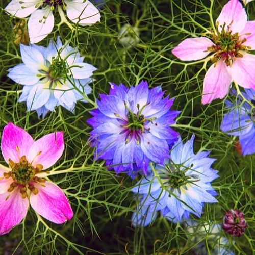 Flower Garden Seeds Grow Your own Marigold Pot English, Cornflower, Nigella Persian Mixed, Red Field Poppy, Mallow Common, Cosmos Sensation Mixed