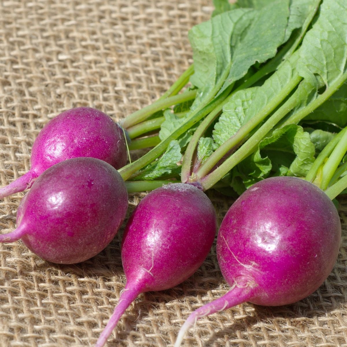 Radish - Viola Seeds - Resistant to Cracking and Bolting