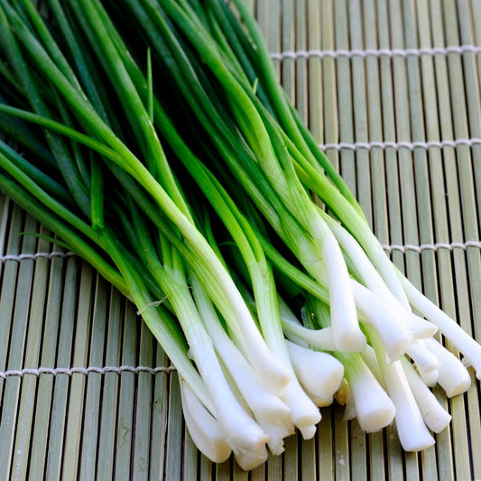 Spring Onion - Ishikura Seeds - Salad Onions