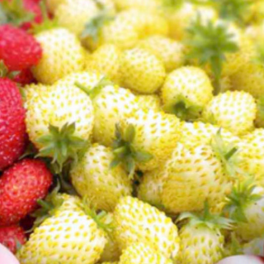 Strawberry - Yellow Wonder Seeds