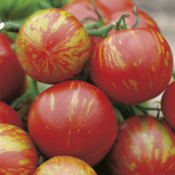 Tomato - Tigerella Seeds