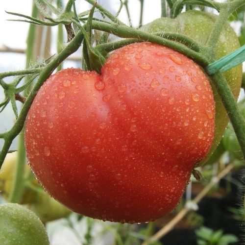 Tomato - Oxheart - Cuor Di Bue Seeds