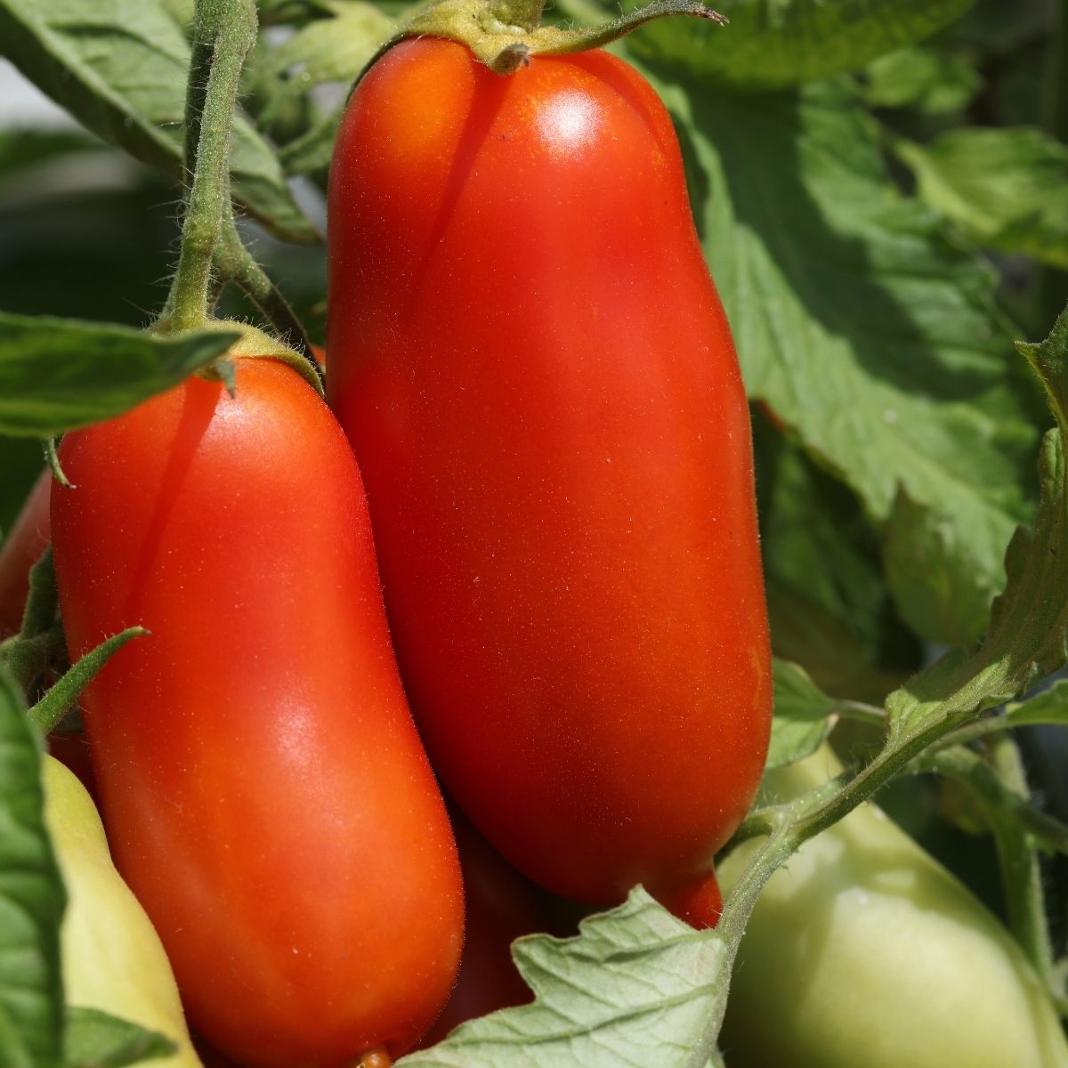 Tomato - San Marzano Large Plum Seeds