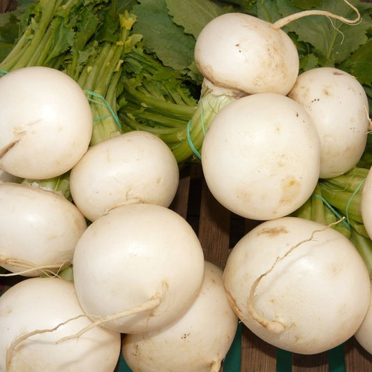 Turnip - Snowball Seeds