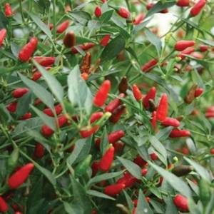 Chilli Pepper - Hot Thai Birds Eye Seeds