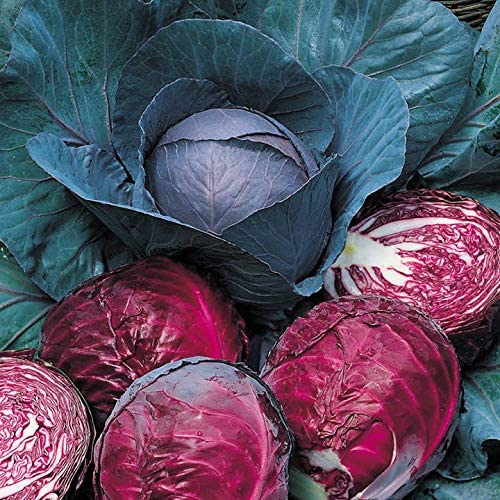 Cabbage - Red Drumhead Seeds