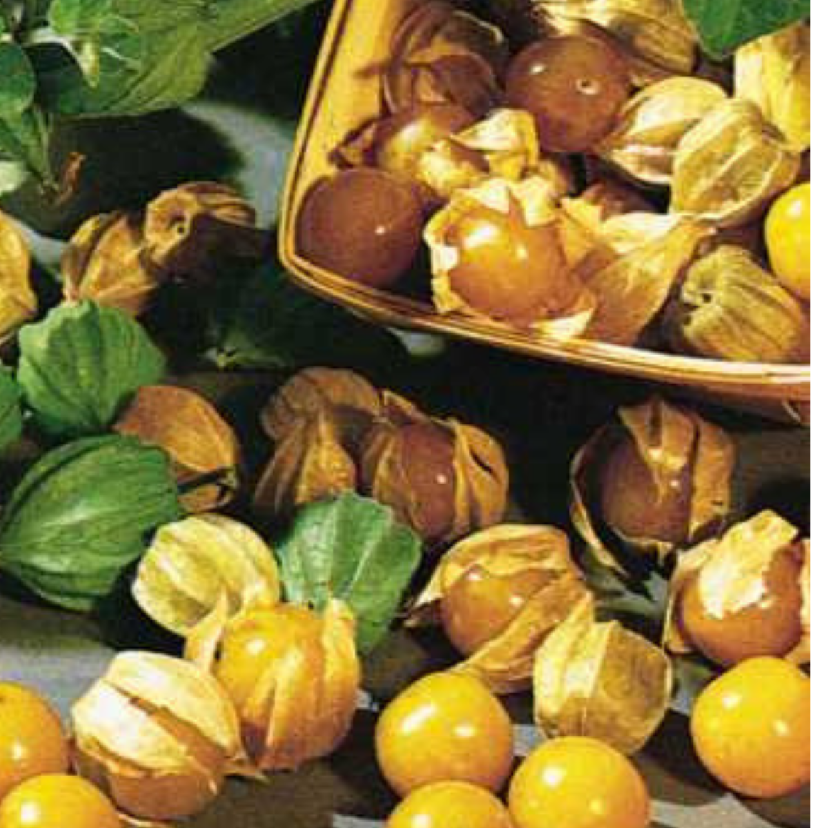 Cape Gooseberry - Dwarf - Physalis Peruviana Seeds