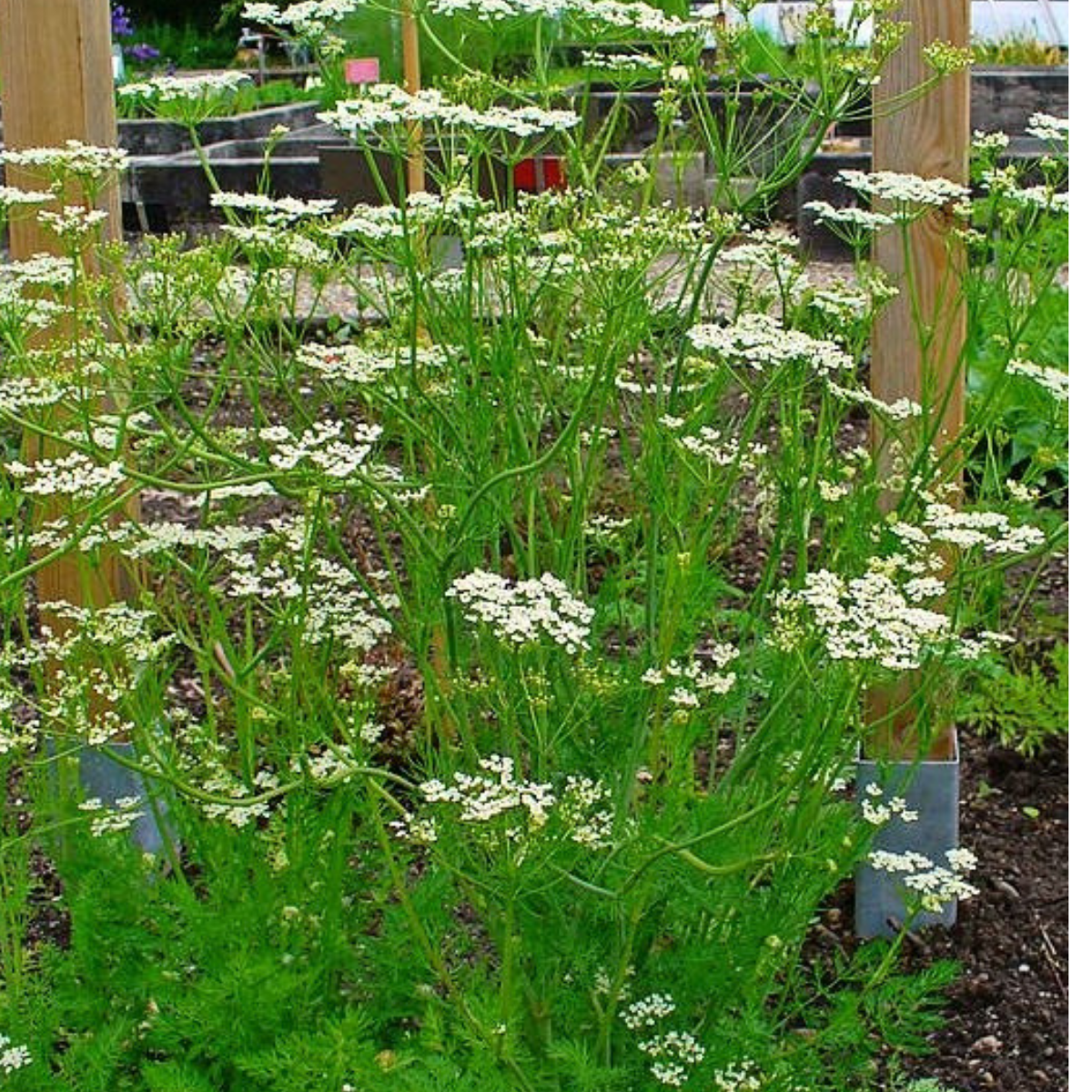 Caraway - Carum carvi Seeds