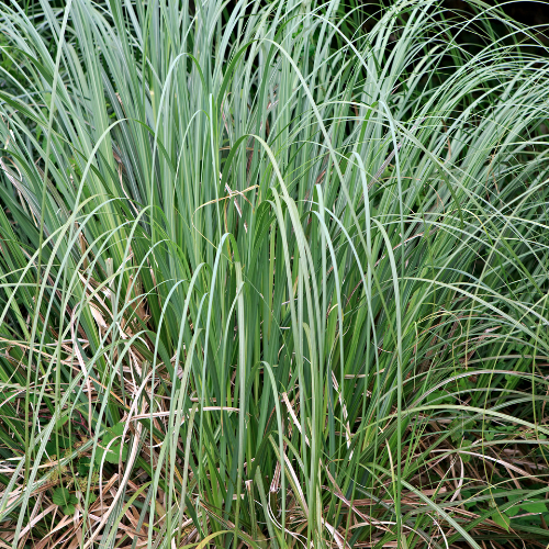 Carex Grass - Frosted Curls Seeds