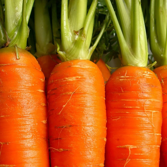 Carrot - Darina Seeds