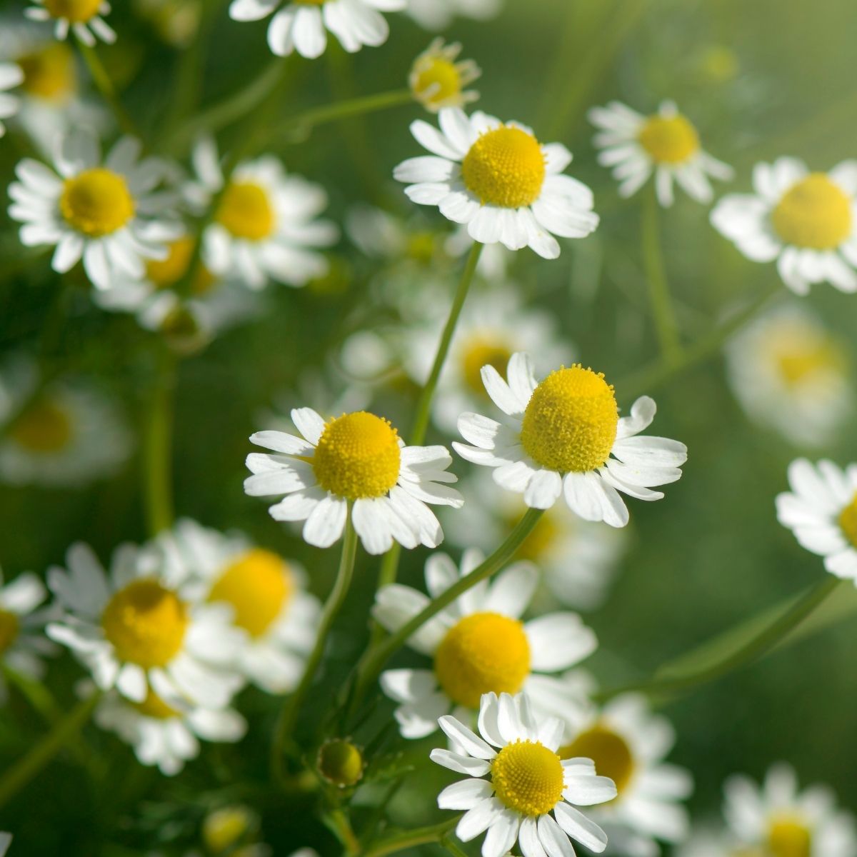 Chamomile - Chaemaemelum nobile Seeds