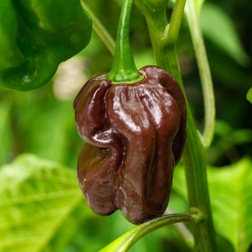 Chilli Pepper - Habanero Chocolate Seeds