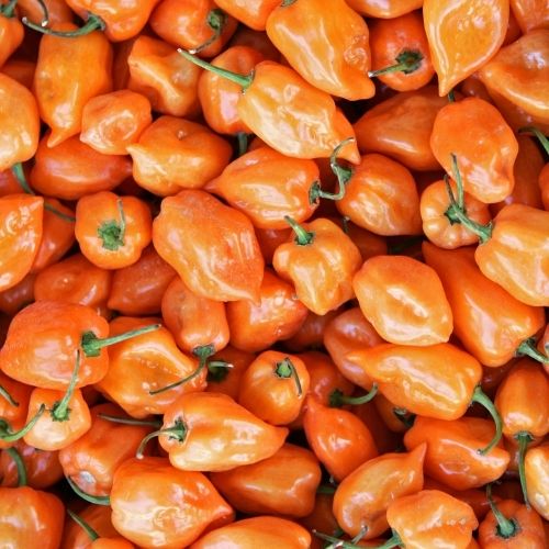 Chilli Pepper - Habanero Orange Seeds