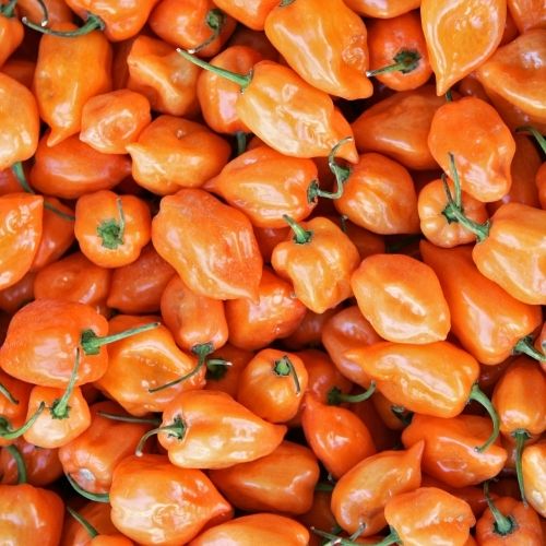 Chilli Seeds Grow Your own Box - Jalapeno, Hungarian Hot Wax, Habanero Orange, Habanero Chocolate, Scotch Bonnet Red, Anaheim Seeds