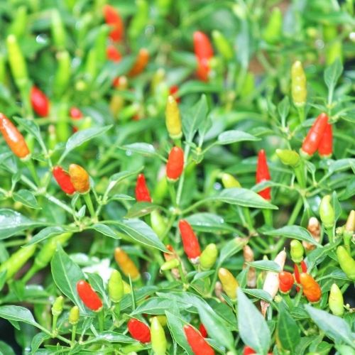 Chilli Pepper - Hot Birds Eye Italico Seeds