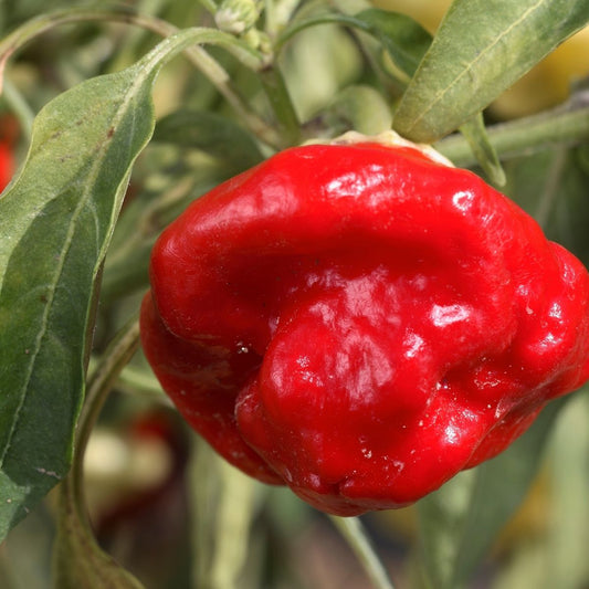 Chilli Pepper - Mushroom Red Seeds