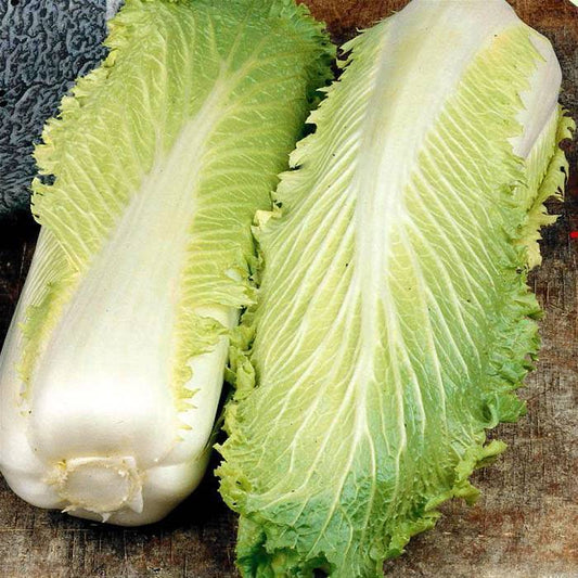 Chinese Cabbage - Michihili Seeds