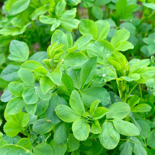 Green Manure - Alfalfa Seeds