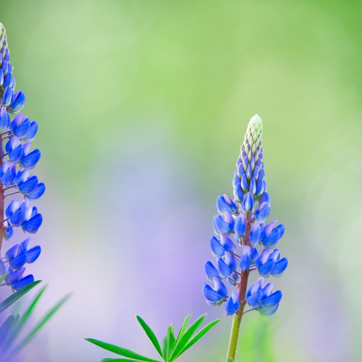 Green Manure - Blue Lupin Seeds