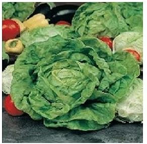 Lettuce All Year Round Seeds