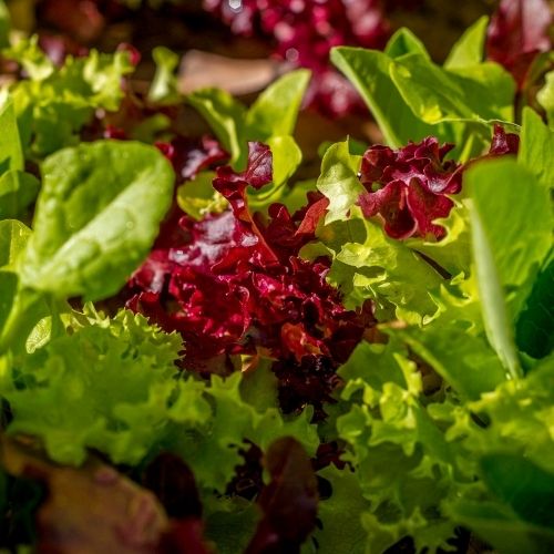 Lettuce - Mixed Salad Leaves - 500 Seeds