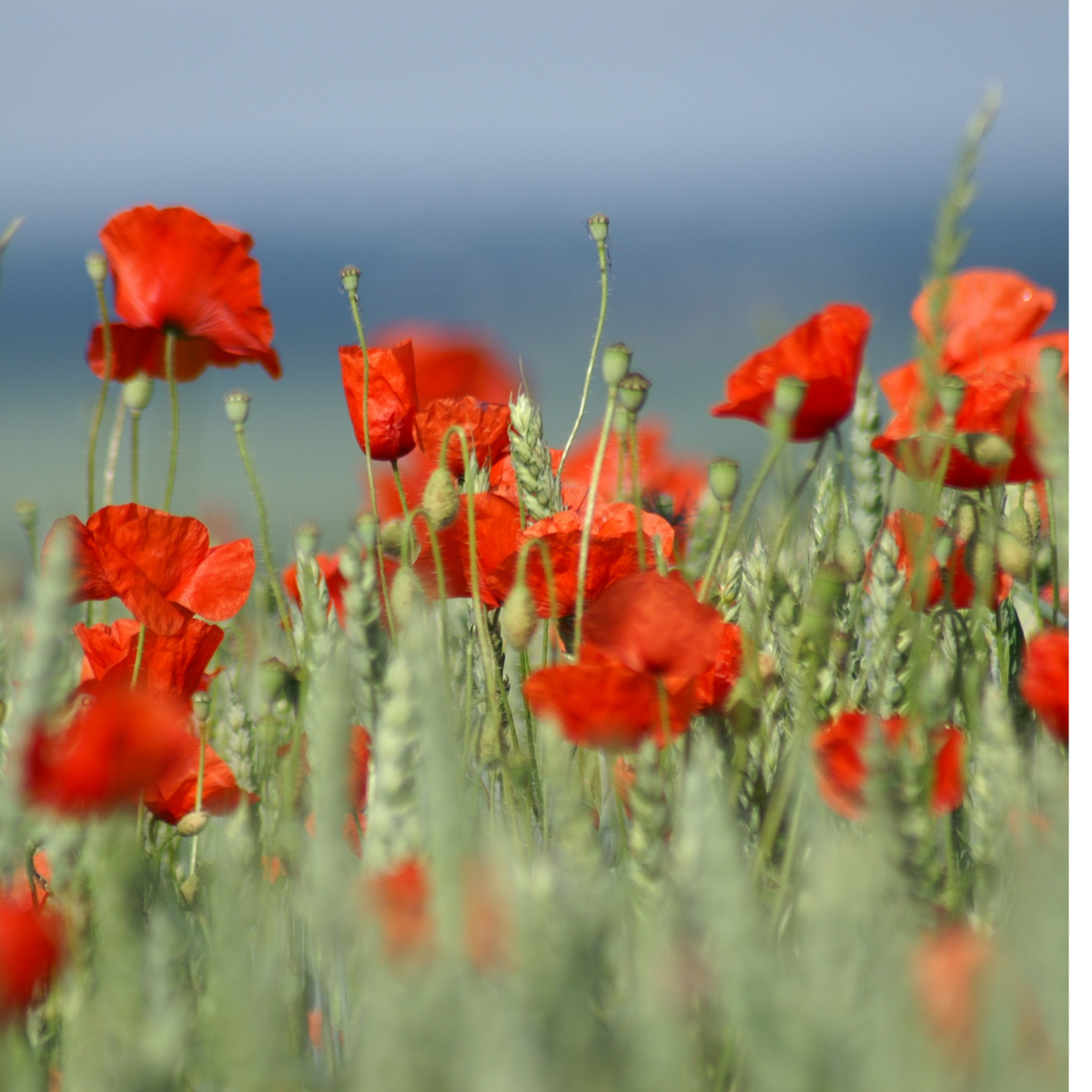 Flower Garden Seeds Grow Your own Marigold Pot English, Cornflower, Nigella Persian Mixed, Red Field Poppy, Mallow Common, Cosmos Sensation Mixed