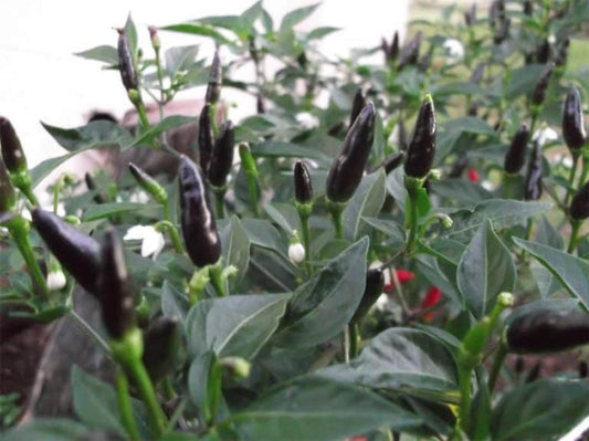 Chilli Pepper - Royal Black Seeds