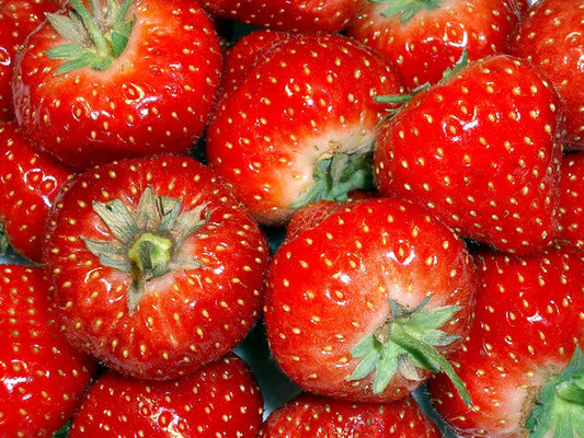 Strawberry - Temptation Seeds