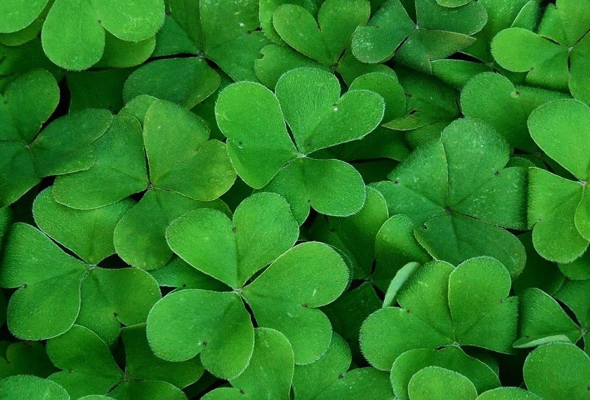 Shamrock Trifolium repens Seeds – Mooseseeds