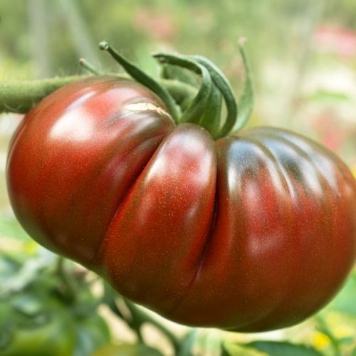 Tomato - Black Russian Seeds - Unusual Heritage Variety