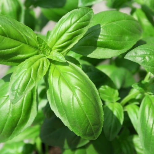 Basil - Sweet Basil 'True Italian Basil' Seeds