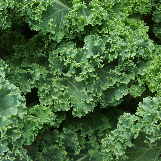 Borecole/Kale - Dwarf Green Curled Seeds