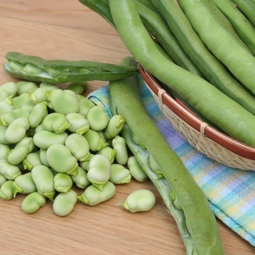 Broad Bean - Giant Exhibition Seeds