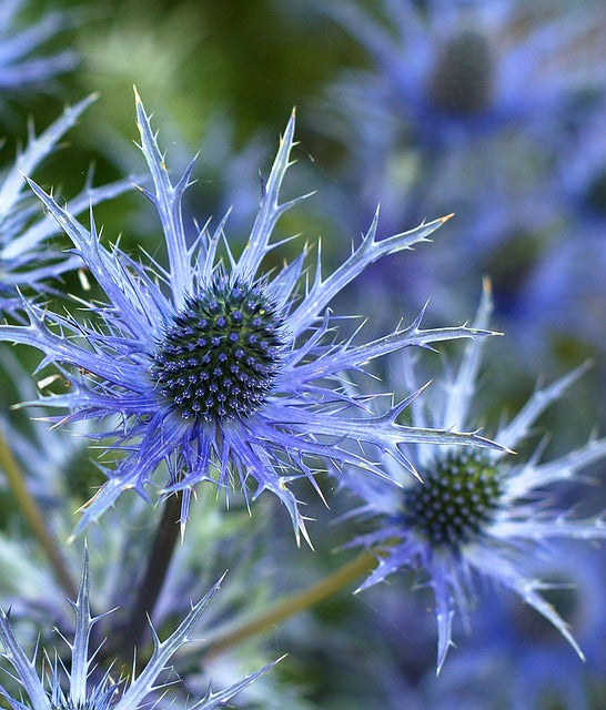 Sea Holly - Eryngium Planum Seeds